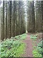 Forest path towards Mynydd Merthyr in CF45 4HG