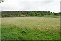 Dandelion field below Fallinge Edge in DE4 2NN