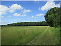 Grass field and woodland near Anmer in PE31 6BS