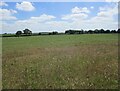 Grass field near Crow Hall in PE31 6DP