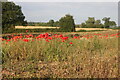 Poppies by Stafford Road, Eccleshall in ST21 6JG