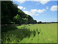 Grass field and woodland, Flitcham in PE31 6DT
