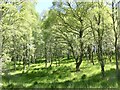 Birch wood, Dunalastair in PH16 5PA