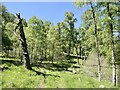 Path through the birch woods, Dunalastair in PH16 5PA