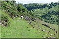 Path descending from Fough towards Hollinsclough in SK17 0RP