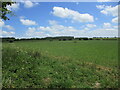 Grass field near Flitcham in PE31 6BS
