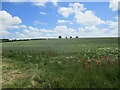 Wheat field near Flitcham in PE31 6BX