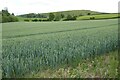 A growing wheat field in LD8 2PS