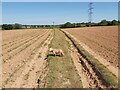 Path through a crop field in EX15 2NH