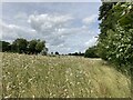 Wildflowers on the footpath near Vale Farm in IP14 2HL