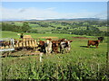 Cattle near Kynballoch in PH10 7JB