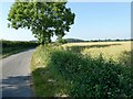 Country road near Green Farm in IP19 9AE