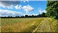 Field near Stokers Farm in RG27 8JA