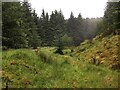 Overgrown forestry track in PA34 4XD
