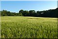 Farmland, Swallowfield in RG7 1SG