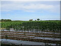 Maize amidst the plastic in Ulceby with Fordington