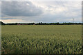 Wheat field by Willow Heath Road in PE33 9FD