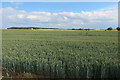 Wheat field towards Boughton Road in PE33 9HF