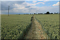 Path through wheat field in PE33 9FA