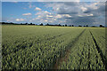 Wheat field by Hillside Farm in PE33 9FA