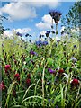 Wild flowers in arable field, Kelloe in DH6 4NT