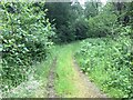 Forestry road near Strathyre in FK18 8NJ