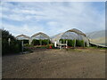 Soft fruit in polytunnels near Southfleet in DA13 9NR