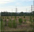 Rough ground and pylons near Scadbury Manor in DA13 9PN