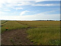 Crop field east of New Barn Road in DA3 7GR