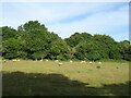 Sheep grazing, New Ash Green in DA3 8QJ