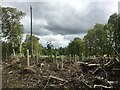 Replanted trees, Solsgirth in FK14 7NZ