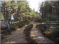Track, Tolquhonie Wood in PH23 3NA