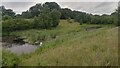Swans and Cygnets on Pond in EH54 7GA