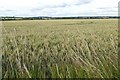A wheat field near Constable's Farm in CO10 7HY