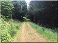 Forestry road, Drummond Hill in PH15 2NY