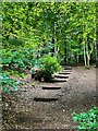 Stepped path in Corbar Woods in Corbar Ward