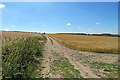 Footpath through barley in CB8 0UR