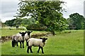 Fawsley: Sheep grazing by the track to St. Mary's Church in Fawsley