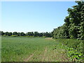 Crop field and hedgerow in ME13 0SU