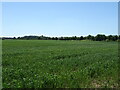 Crop field near Stone Level Crossing in ME13 0SU