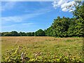 Field north of Old Rowfant in Copthorne & Worth Ward