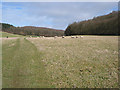 Sheep grazing near Rudge End Farm in HR1 4QY
