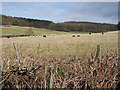 Sheep grazing in the shelter of Haugh Wood in HR1 4QY