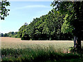 Wheat field and woodland near Wrottesley Hall in Staffordshire in WV8 2HU