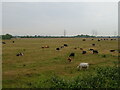 Cattle grazing off Lower Higham Road in Chalk Ward