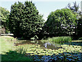 Pond west of Wrottesley Hall in Staffordshire in WV8 2HU