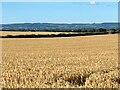 Barley fields near Kirby Hill in YO51 9DQ