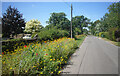 Wild Flowers along New Road in Pamber
