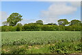 Arable field by Broomfield Rd in Broomfield and Kingswood