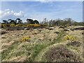 Heathland, Snape Warren in IP17 1NS